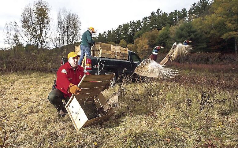 Pheasant hunting season begins in New Hampshire